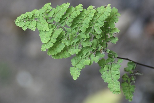 Image of Polished Maidenhair (Adiantum concinnum) by no rights reserved