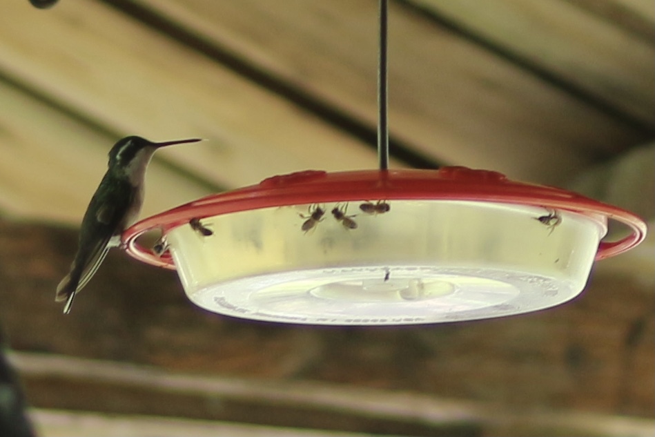Green-throated Mountaingem (Lampornis viridipallens), photo 1