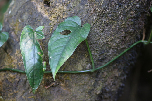 Foto de Monstera prateada