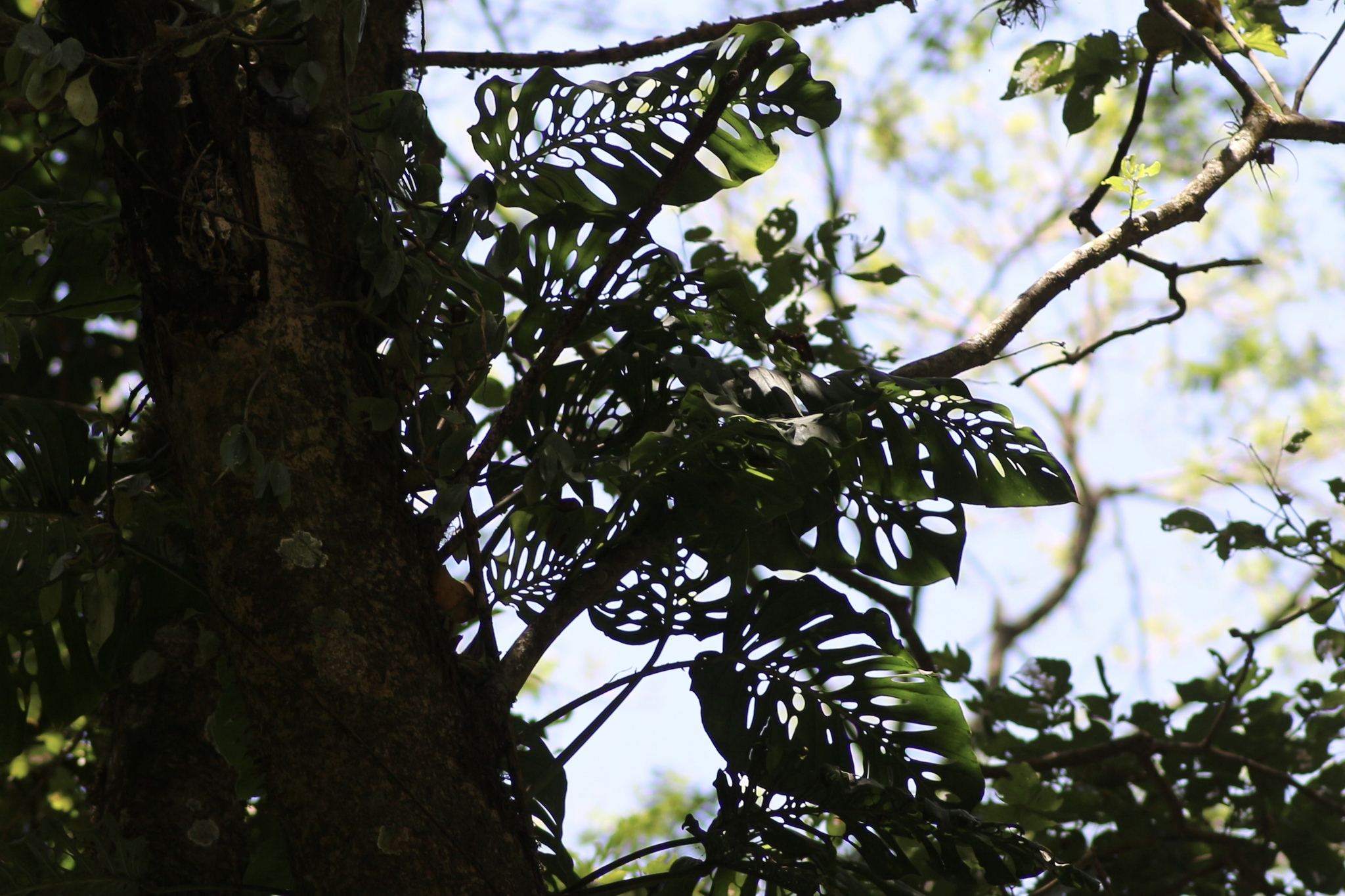 Imagem de Monstera prateada