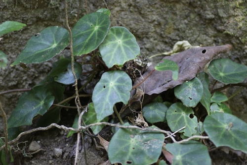 Begonia calderonii