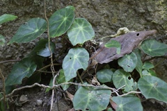 Begonia calderonii