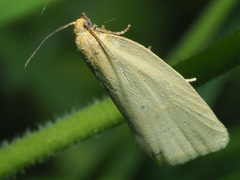 Zelotherses unitana
