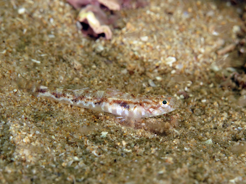 Painted Goby