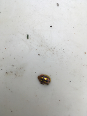 Paropsisterna nobilitata