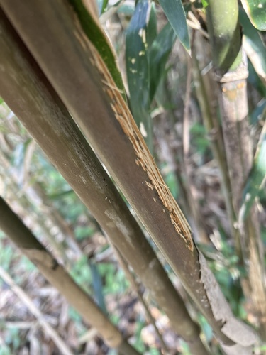 Stereostratum corticioides