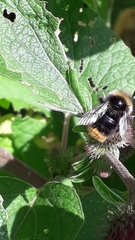 Bombus
