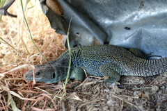 Timon lepidus lepidus