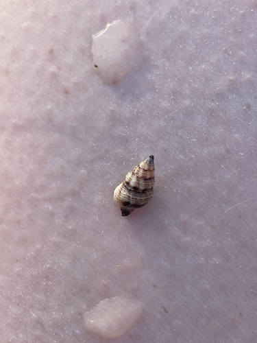 Peristernia chlorostoma observed 2025-03-08