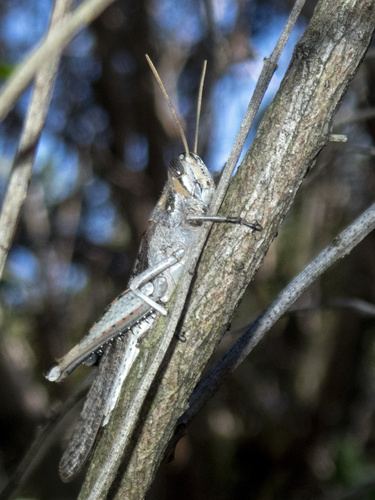 iNaturalist observation photo of Gray Bird Grasshopper
