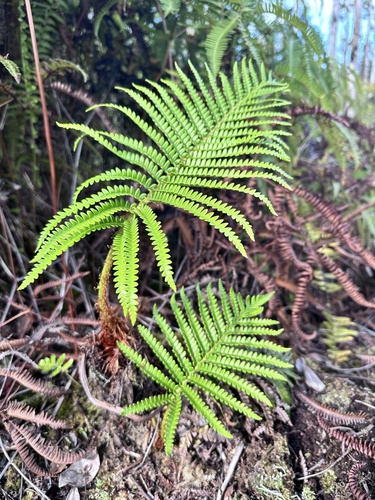 Sadleria cyatheoides observed 2025-03-07