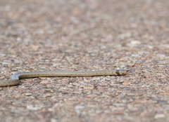 Macroprotodon brevis ibericus