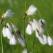Common Cotton-Grass - Photo (c) Felix Riegel, some rights reserved (CC BY-NC), uploaded by Felix Riegel