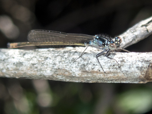 iNaturalist observation photo of Pacific Forktail