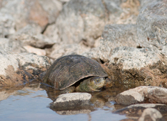 Mauremys leprosa leprosa
