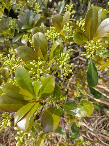 Machilus (Machilus chekiangensis)