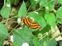 Castilia eranites