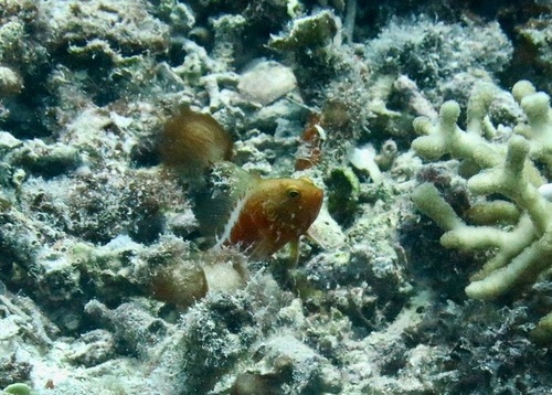 Plectranthias pelicieri observed 2012-01-31