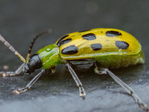 Spotted cucumber beetle