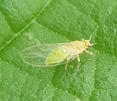 Trioza urticae from Graz, Österreich on May 22, 2024 at 05:20 PM by ...