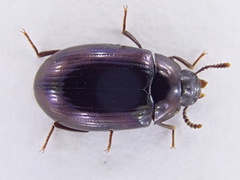 Platydema violacea
