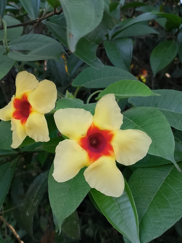Image of Mandevilla hirsuta by (c) Anthony Mora Aguilar, some rights reserved (CC BY)