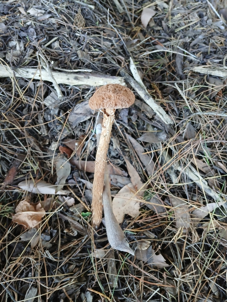 Battarrea phalloides · March 2025 · photo: © leonperrie (iNaturalist, cc-by)