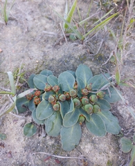 Euphorbia ecklonii