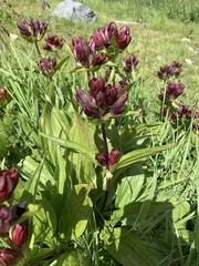 Gentiana purpurea