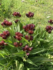 Gentiana purpurea