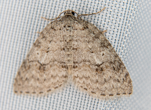 Venusia duodecemlineata photo 5