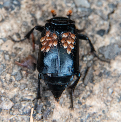 Black Burying Beetle (Nicrophorus nigrita) photo 6