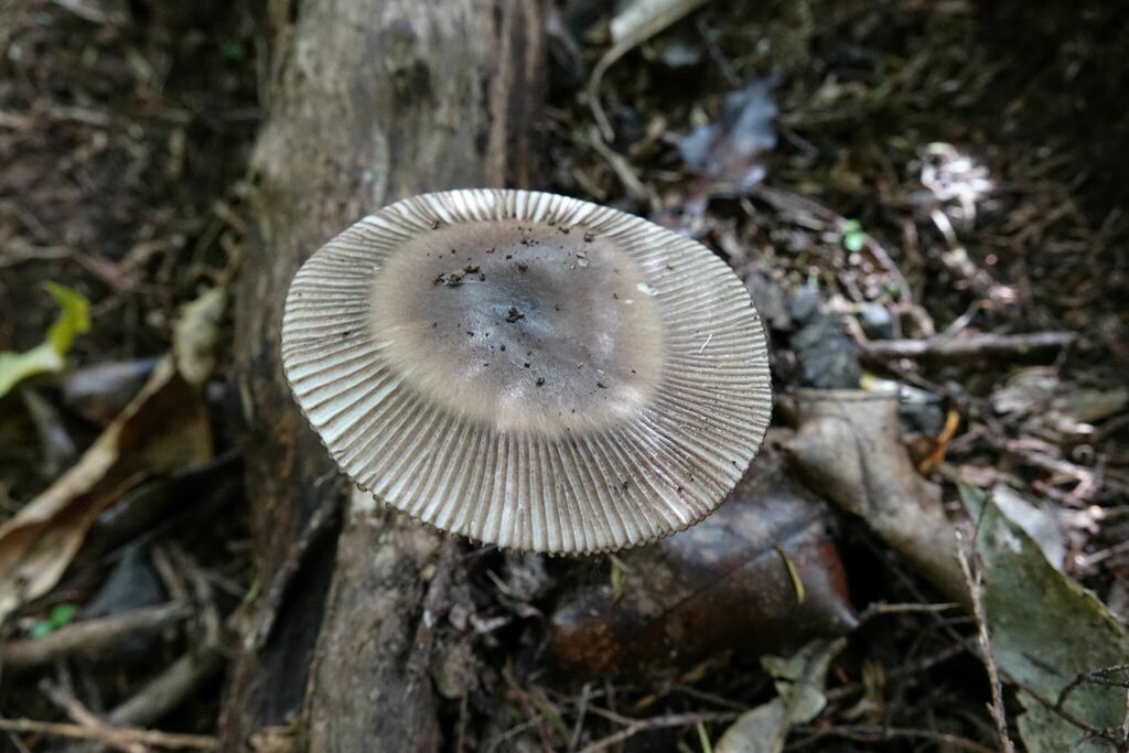 Amanita pekeoides · March 2025 · photo: © john_barkla (iNaturalist, cc0)