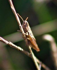 Euchorthippus