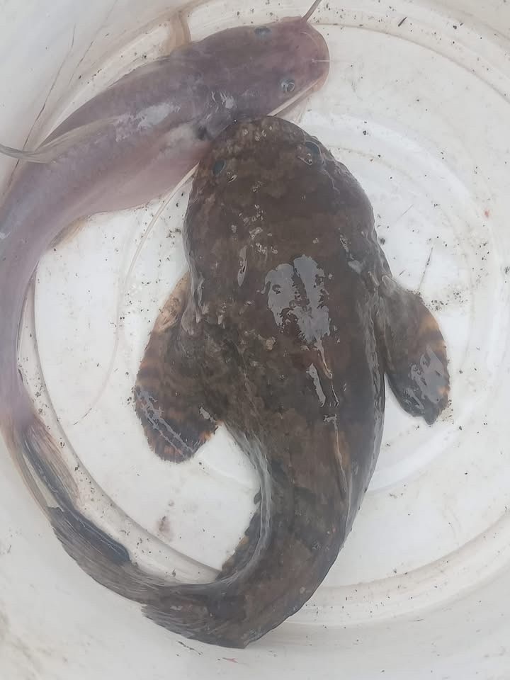 Grunting toadfish (Allenbatrachus grunniens) — Batrachoididae