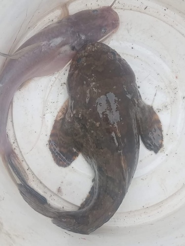 Grunting toadfish (Allenbatrachus grunniens) — Batrachoididae