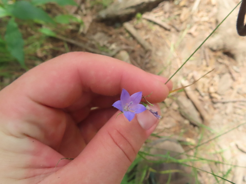 Image of Campanula intercedens by (c) Eric Schmidt, some rights reserved (CC BY)
