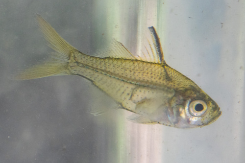 Port Jackson glassfish (Ambassis jacksoniensis) — Ambassidae
