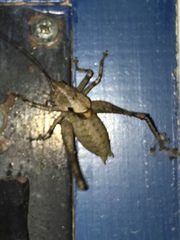 Thyreonotus bidens