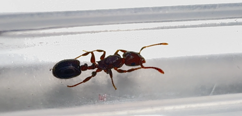 尖结蚁属Peronomyrmex