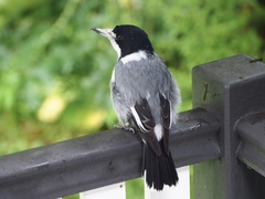 Grey Butcherbird photo 3