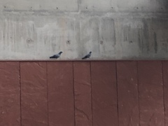 Columba livia domestica