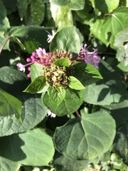Clerodendrum bungei
