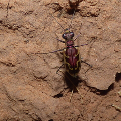 Ellipsoptera marutha