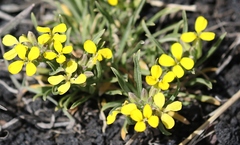 Erysimum etnense
