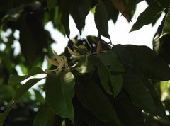 Magnolia × alba