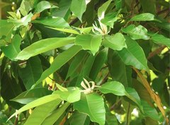 Magnolia × alba