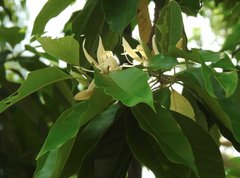 Magnolia × alba