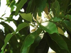Magnolia × alba