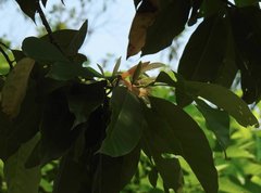 Magnolia × alba